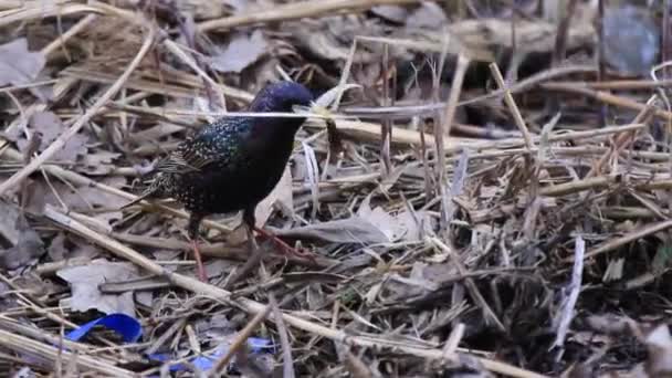 Starling Gathers Material Nest — Stock Video