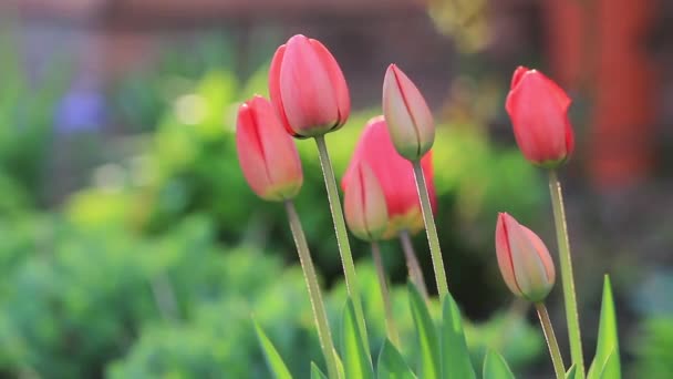 Szép piros tulipánok az esti fényben — Stock videók