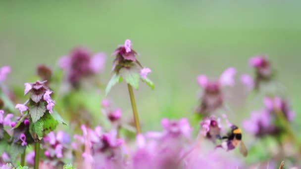 Bumblebee pollinates wiosna łąka kwiaty — Wideo stockowe