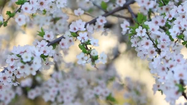 Kirschblüte beim Sonnenaufgangspanorama — Stockvideo