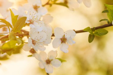 güzel bir kiraz çiçekleri sıcak ışınları