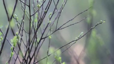 küçük kuş ince dallarda atlıyor