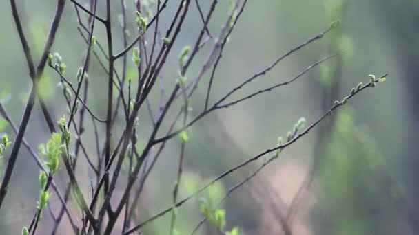 Pequeño pájaro está saltando en ramas delgadas — Vídeos de Stock