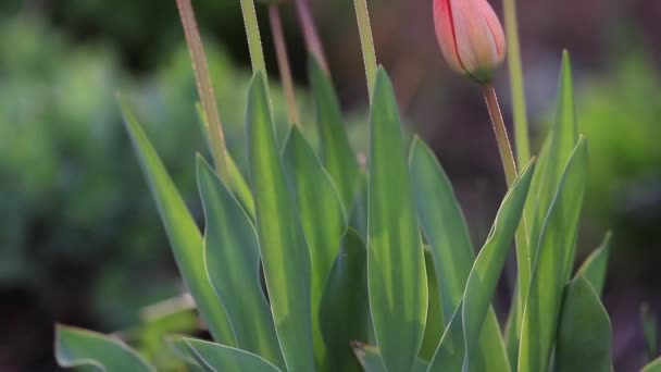 Tulipanes rojos en la luz de la tarde — Vídeos de Stock