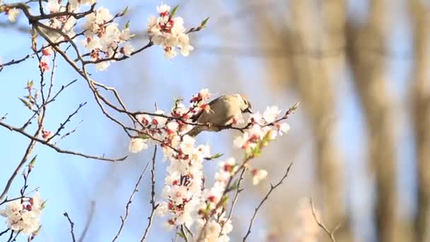 Pardal em um ramo com flores de cereja — Vídeo de Stock
