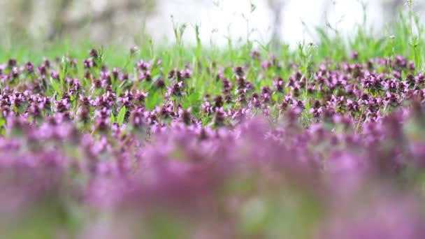 曇りの朝の春の草原の花 — ストック動画