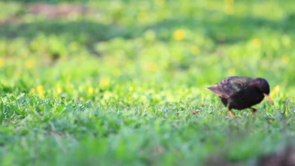 Starling camina en el prado soleado de primavera — Vídeos de Stock
