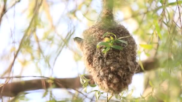 Vogel fliegt aus ungewöhnlichem Nest — Stockvideo