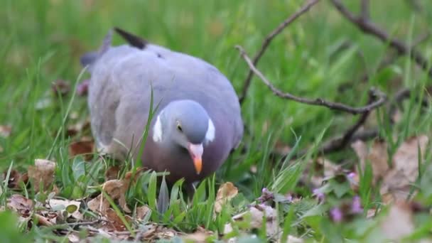 Pombo de madeira procura comida na grama — Vídeo de Stock