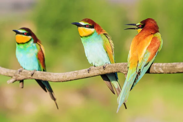 Uccello del paradiso colorato tre sedersi su un ramo — Foto Stock