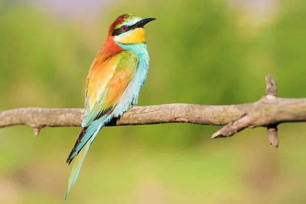 Красочная красивая птица сидит на ветке — стоковое фото