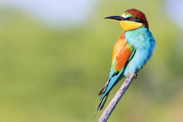 Schöner Vogel mit hellen Federn sitzt auf einem Ast und schaut weg — Stockfoto