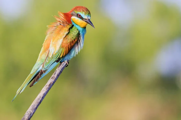 Bel oiseau sauvage avec plumage arc-en-ciel sur une branche — Photo