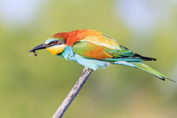 Abejorro se sienta en una rama con una abeja en su pico —  Fotos de Stock