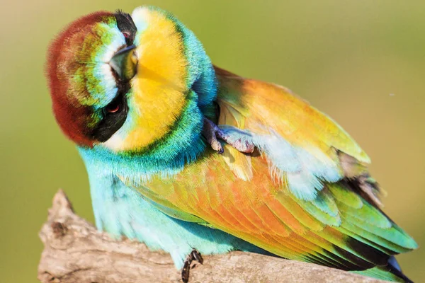 Aranyos szőrös szájkosár színes madarak — Stock Fotó