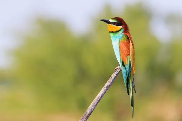 Pássaro bonito engraçado sentado em um ramo — Fotografia de Stock
