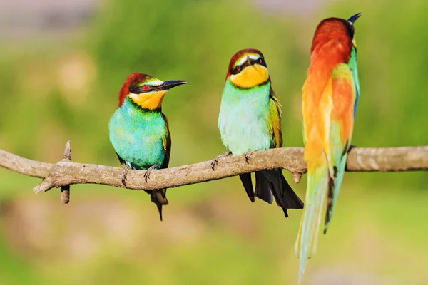 Стая разноцветных птиц, сидящих втроем на ветке — стоковое фото