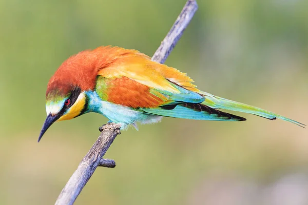 Formidable hermoso pájaro sentado en una rama —  Fotos de Stock