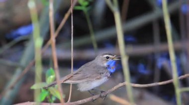 güzel songbird çalıların içinde oturan şarkı lar