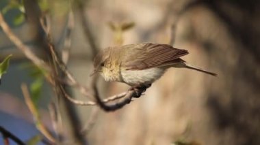 ortak şifchaff bir dal üzerinde oturur ve sonra kapalı atlar