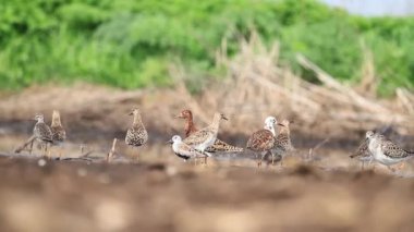 bahar göç sırasında güzel waders sürüsü bataklıkta dinleniyor