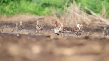 bataklıkta duran farklı waders sürüsü