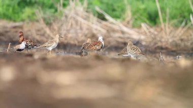 sandpiper sürüsü bahar öğleden sonra uçuştan sonra dinlenir