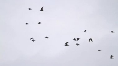 bulutlu gökyüzünde waders sürüsü uçar