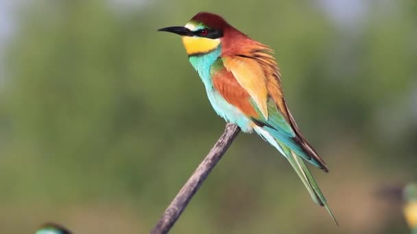 Hermosos Pájaros Coloridos Sentados Las Ramas — Vídeos de Stock