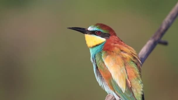 Beautiful Colorful Bird Sings Sitting Branch — Stock Video