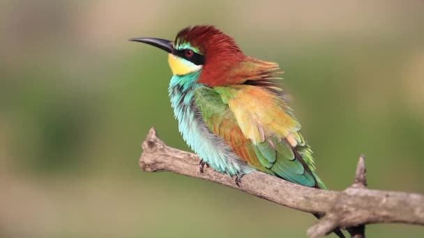 Vogel Mit Schönen Bunten Federn Sitzt Auf Einem Ast — Stockvideo