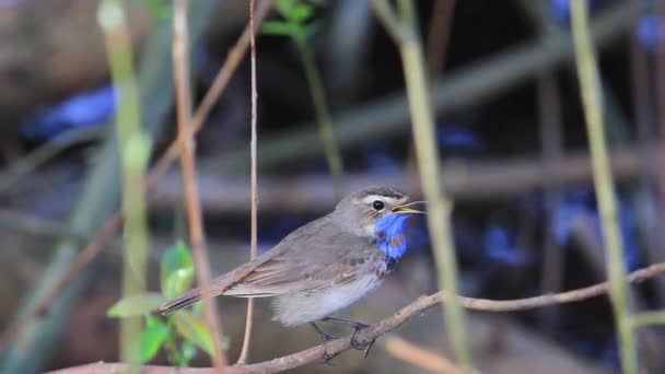 美しい歌鳥が茂みに座って歌う — ストック動画