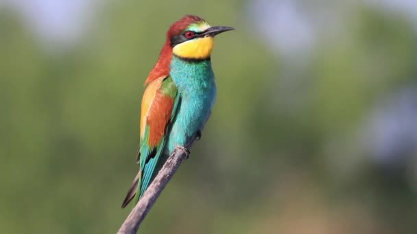 Paradisfågel Med Vackra Färgglada Fjädrar Sitter Gren — Stockvideo