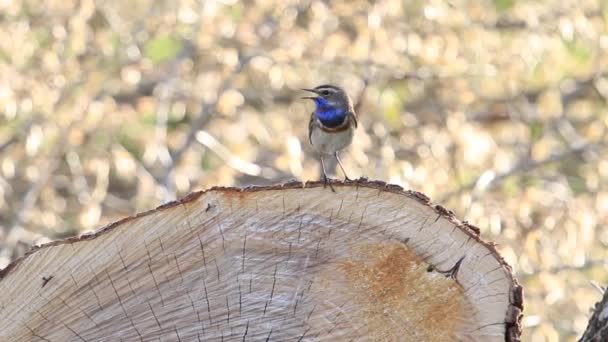 Schöner Vogel Blaukehlchen Singt Ein Frühlingslied Auf Einem Baumstumpf Sitzend — Stockvideo