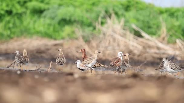 春の移住中に美しいウェーダーの群れが沼で休んでいる — ストック動画