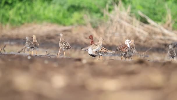 Herde Verschiedener Watvögel Steht Sumpf — Stockvideo