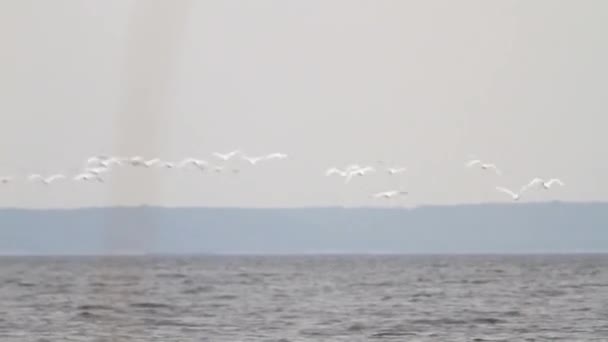 Volée Cygnes Survolent Horizon Dessus Rivière — Video