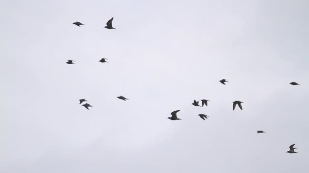 Schar Watvögel Fliegt Den Bewölkten Himmel — Stockvideo