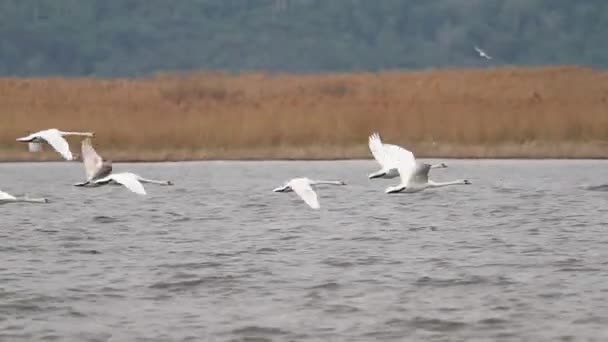 Flock Swans Quickly Flies River — Stock Video