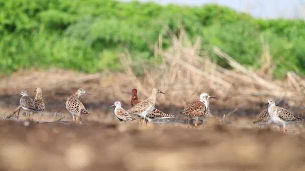 Flock Sandpiper Resting Flight Sunny Day — Stock Video