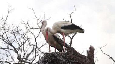 leylek çifti yuvada