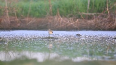 sabah bataklık yalnız kum kuşu