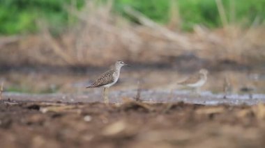 sandpiper su kenarına yakın duran ses verir