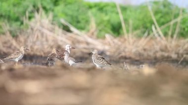 sandpipers Ruff güneşli bir günde sığ suda