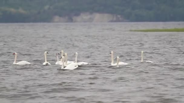 Hejno Bílých Labutí Plave Řece — Stock video