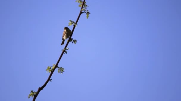 小鳥が枝の上に座って飛び去る — ストック動画