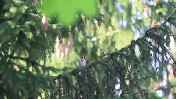 Goldfinch Sits Spruce Branch — Stock Video