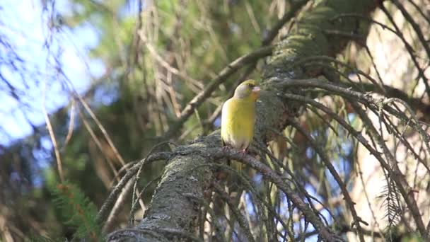 Greenfinch Canta Sentado Ramo Abeto — Vídeo de Stock