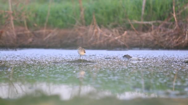 Solitario Sandpiper Nella Palude Del Mattino — Video Stock