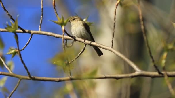 Pequeño Pájaro Sienta Una Rama Luego Salta — Vídeo de stock